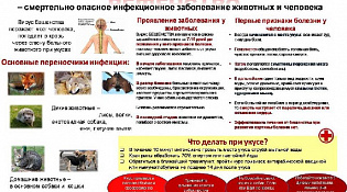Профилактика бешенства